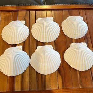Devorative shells. Set of 6​